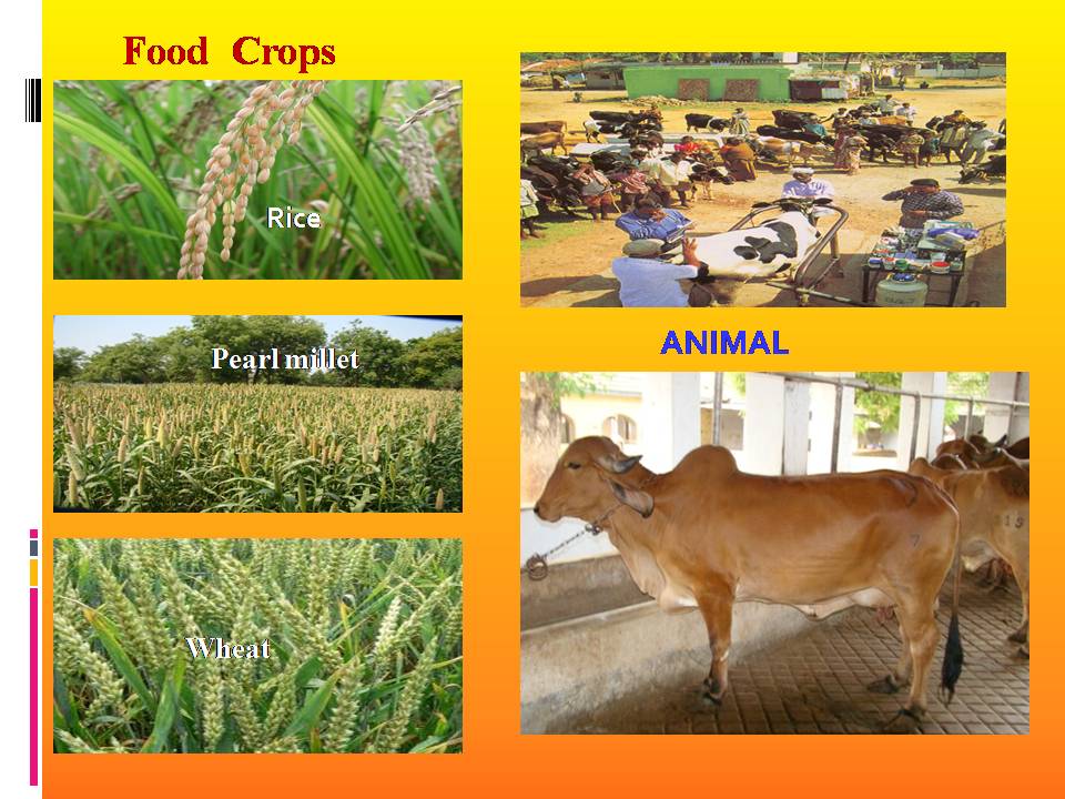 Integrated Farming System For Higher Crop Production And Global Warming  Mitigation By .Patel Retired Research Scientist. E-mail  ID:patelpc12@ – pcpbiocharcomwordpress